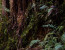 FORREST650