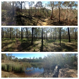 Portal Waterhole